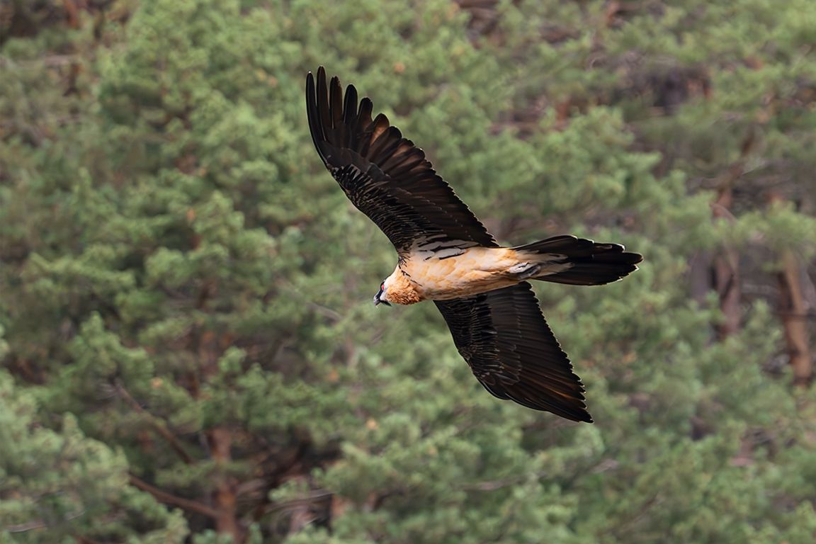 Quebrantahuesos adulto