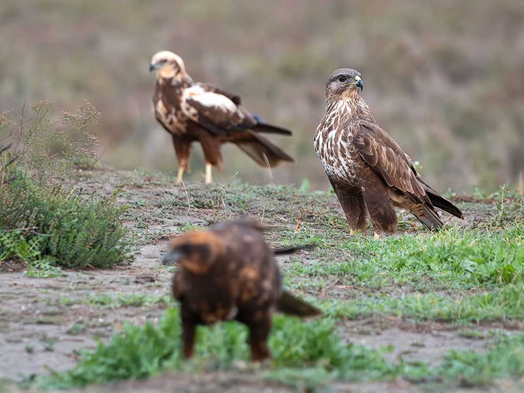 Ratonero y laguneros