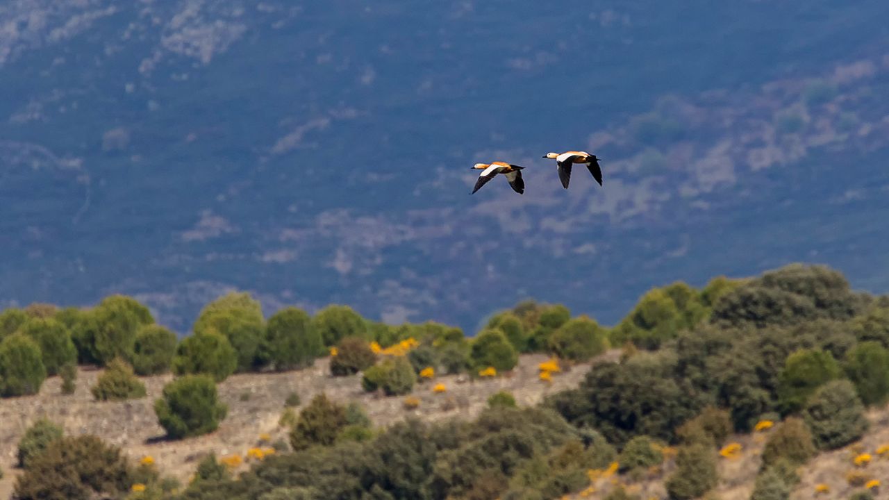 Tarro canelo en vuelo