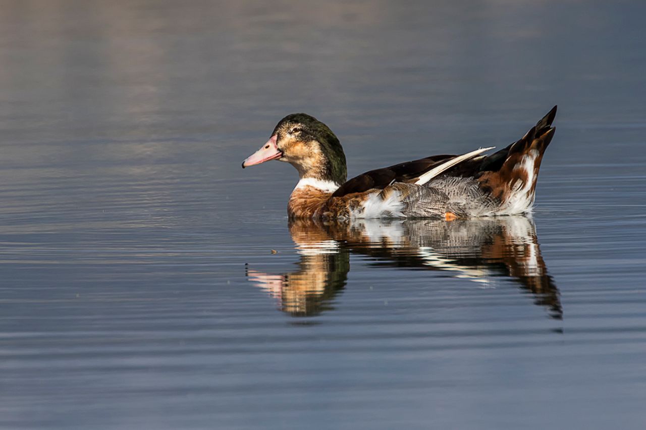 Pato doméstico o hibridado?