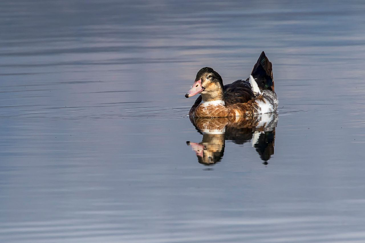 Pato doméstico o hibridado?