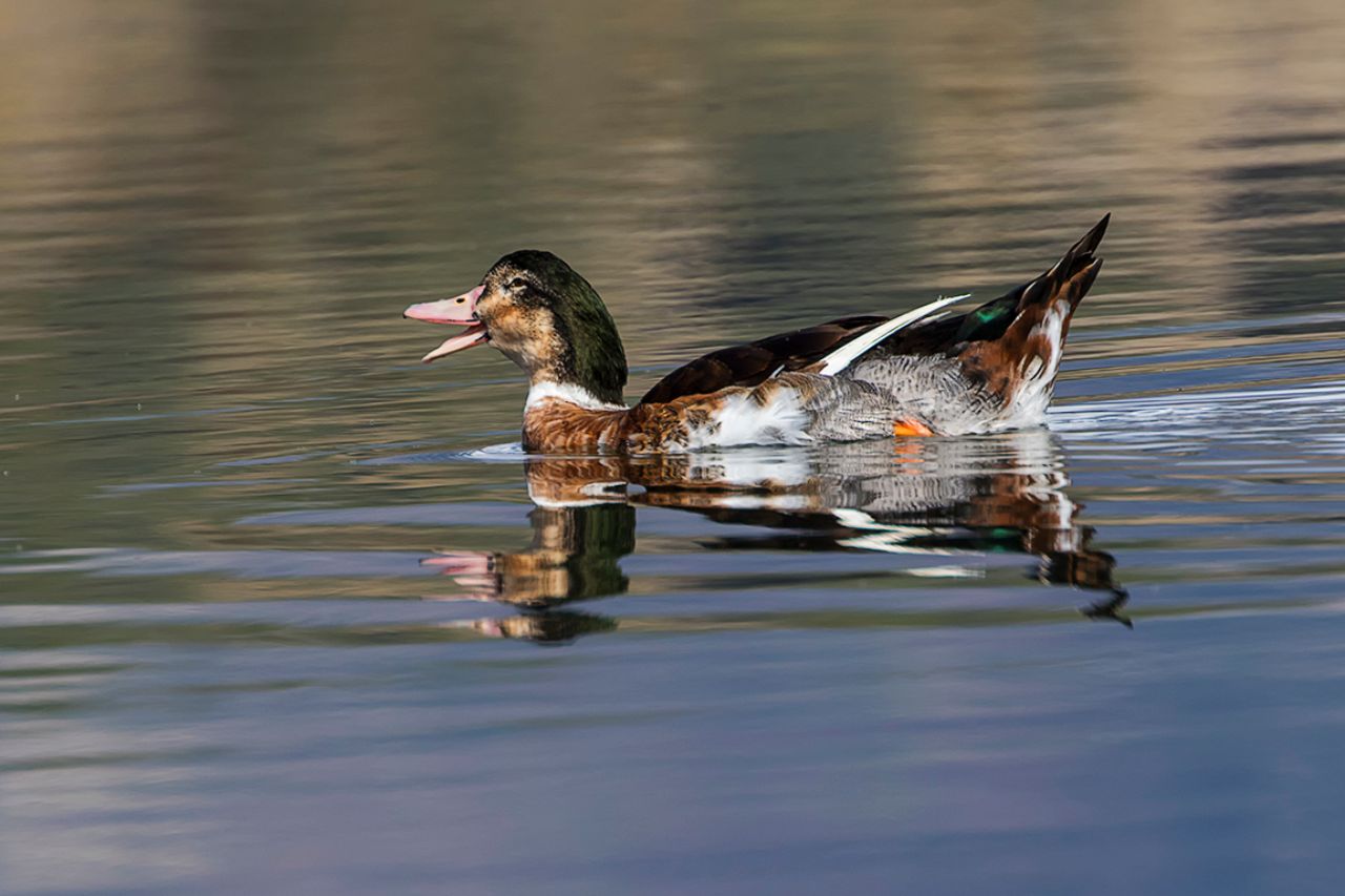 Pato doméstico o hibridado?