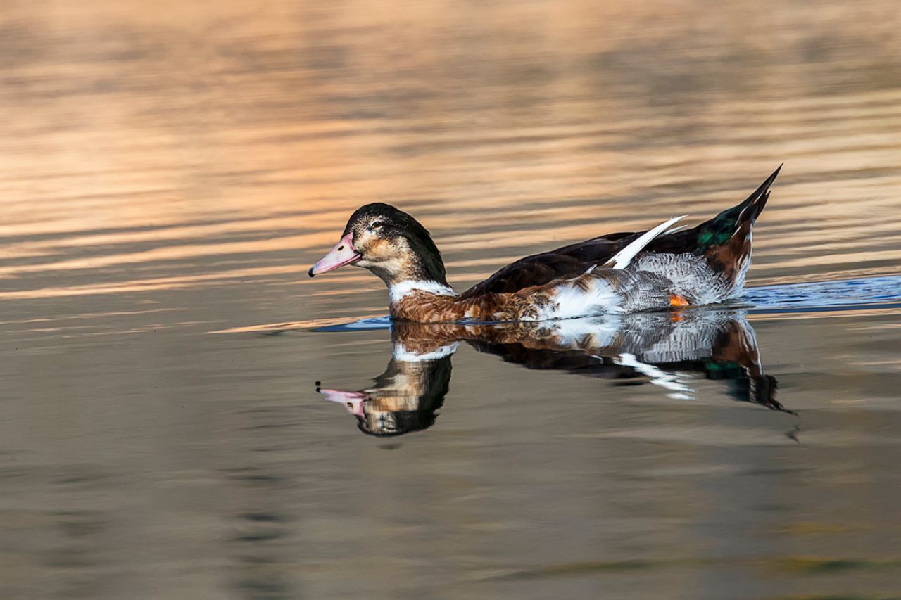 Pato doméstico o hibridado?