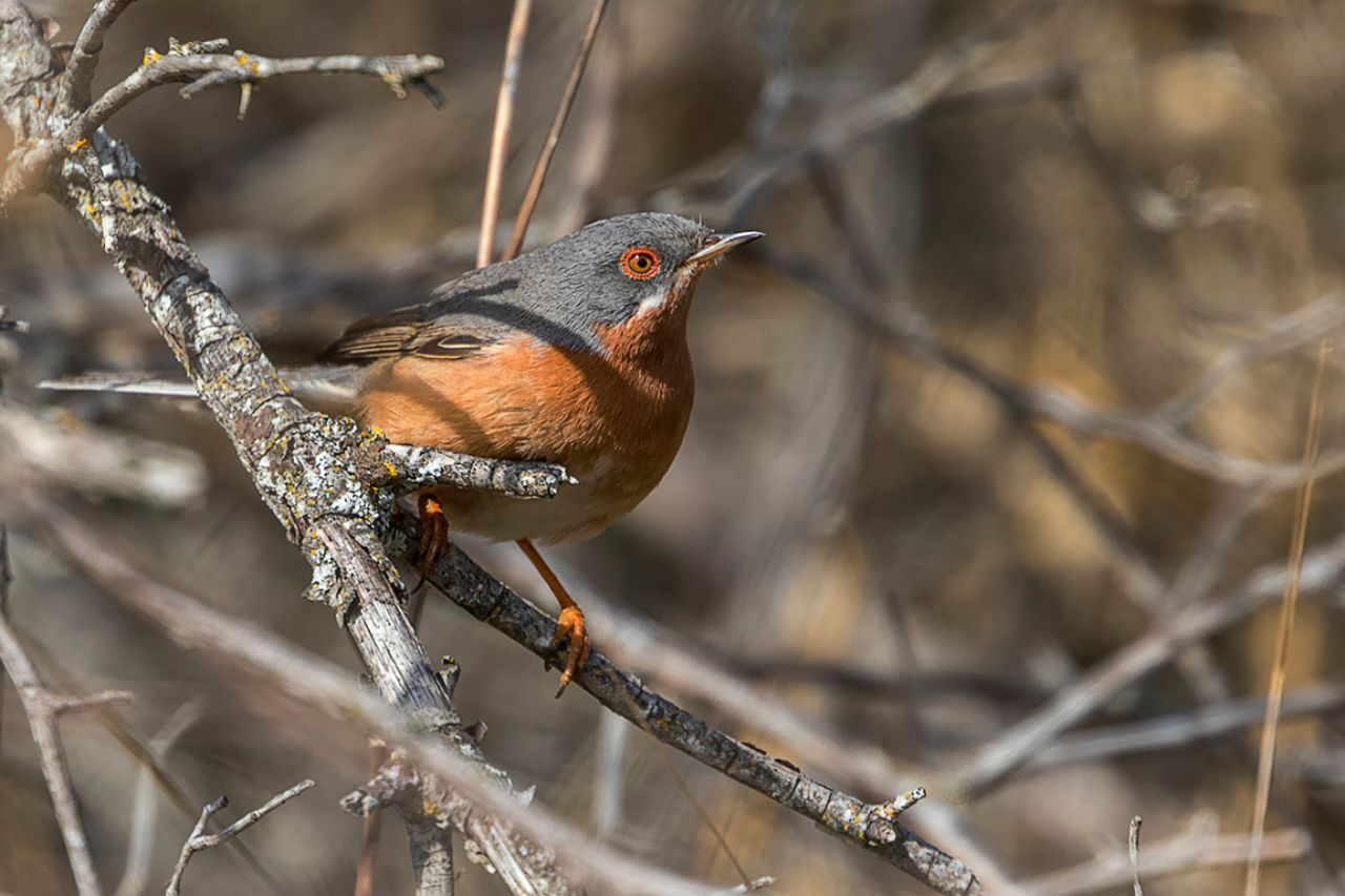 Curruca carrasqueña