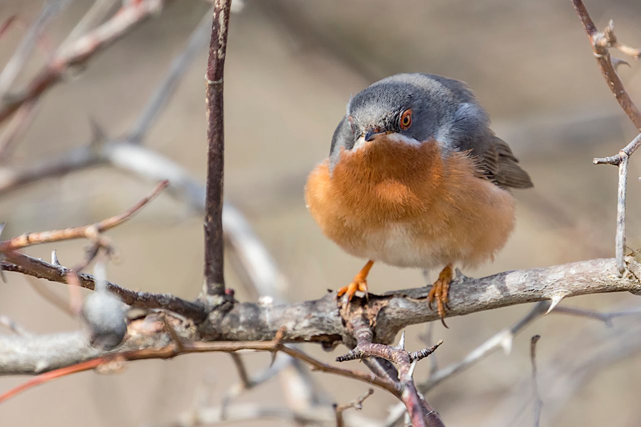 Curruca carrasqueña