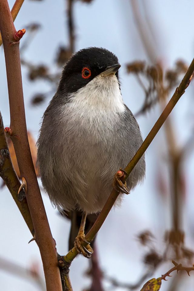Curruca cabecinegra macho