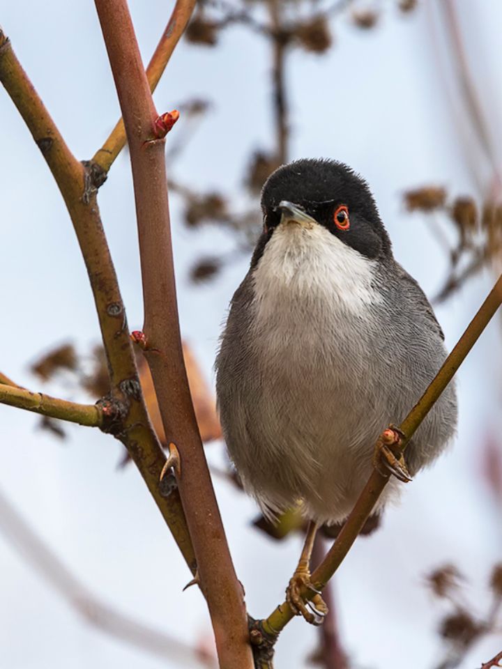 Curruca cabecinegra macho
