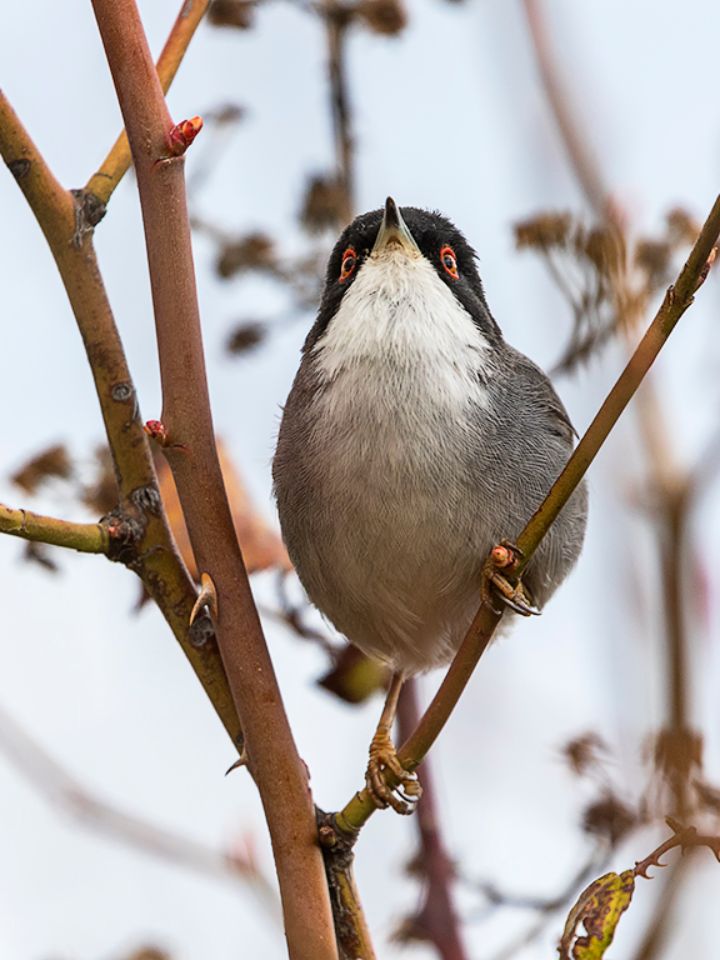 Curruca cabecinegra macho