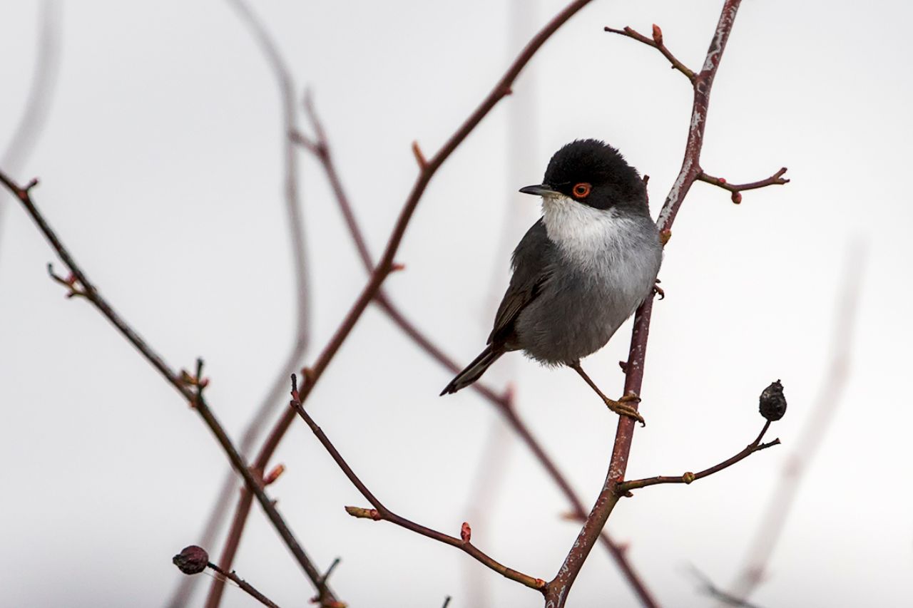 Curruca cabecinegra macho