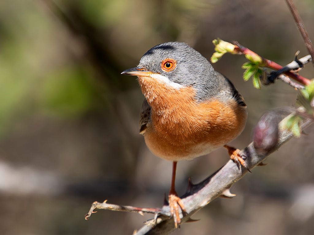 Curruca carrasqueña