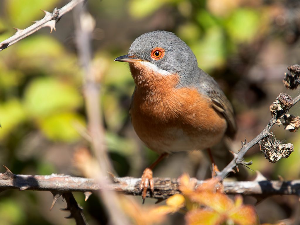 Curruca carrasqueña