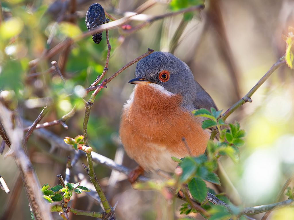 Curruca carrasqueña