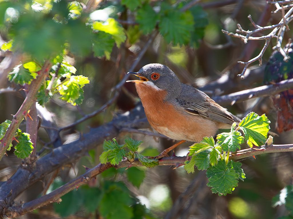 Curruca carrasqueña
