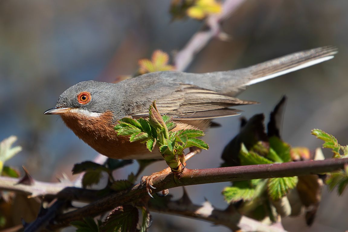 Curruca carrasqueña