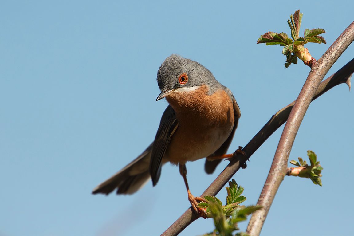 Curruca carrasqueña