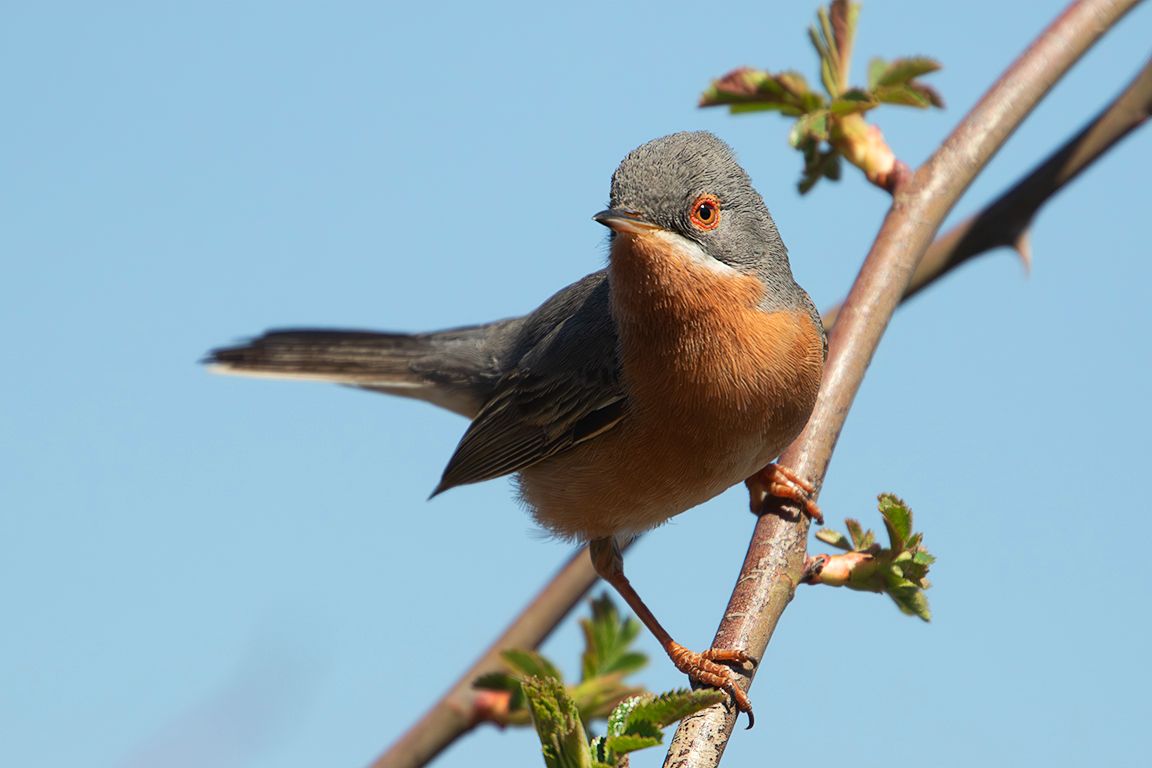 Curruca carrasqueña