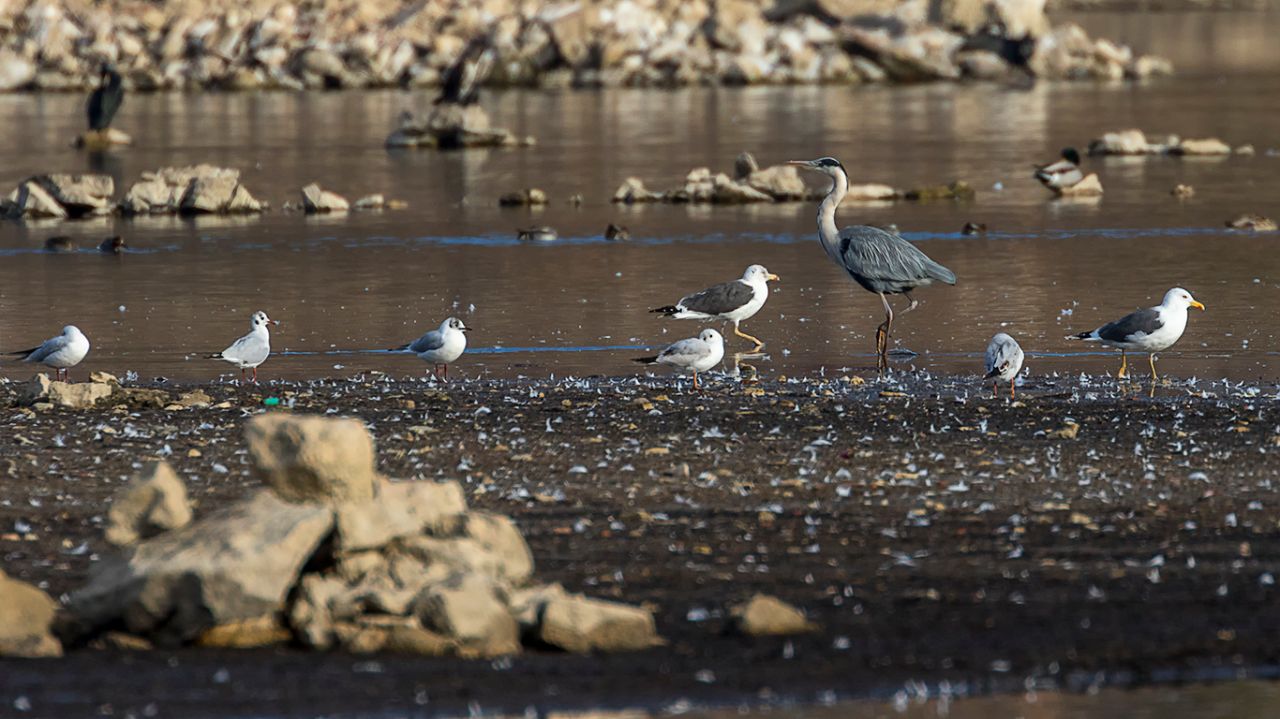Garza real y gaviotas