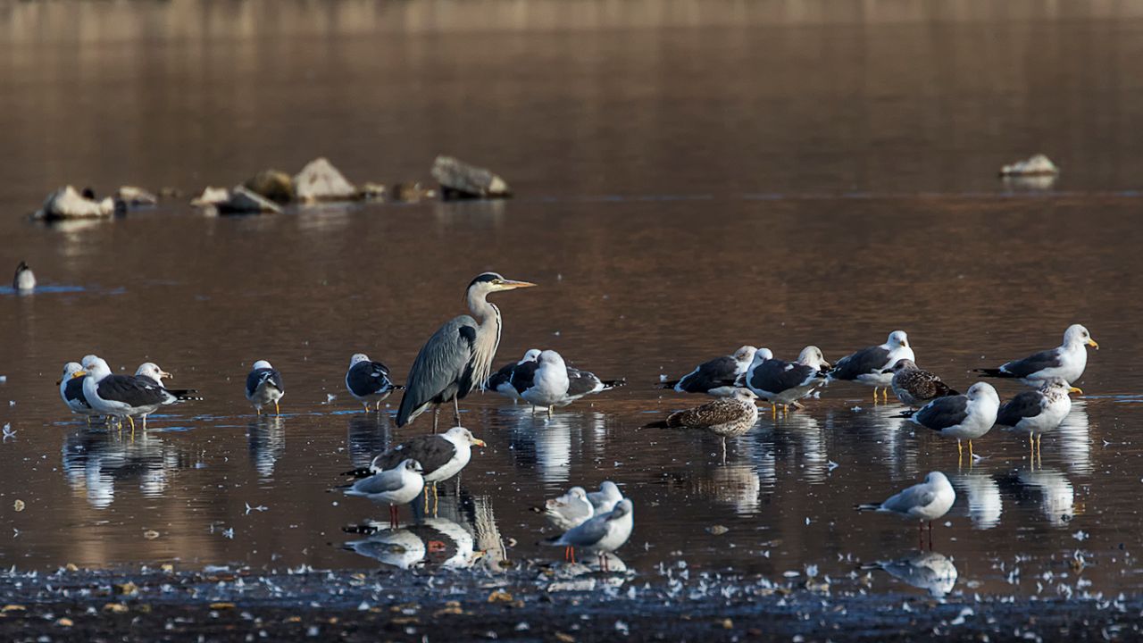Garza real y gaviotas