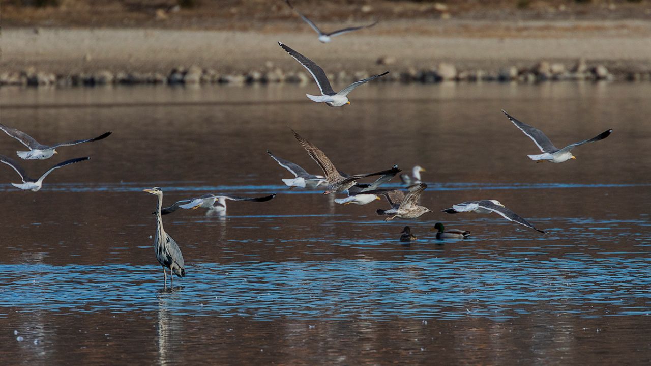 Garza real y gaviotas