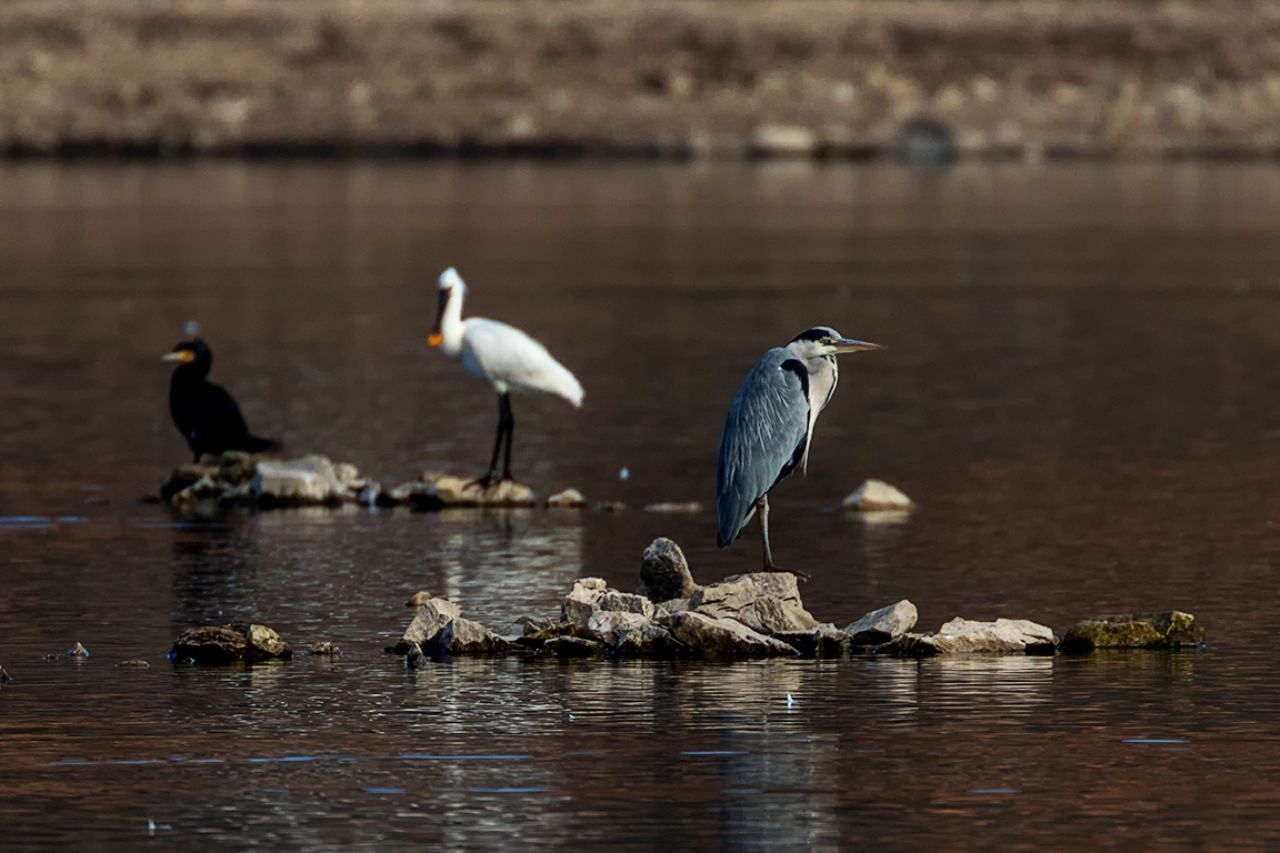 Cormorán, garza real y espátula