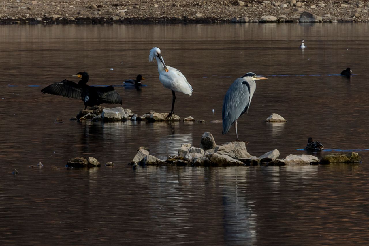 Cormorán, garza real y espátula