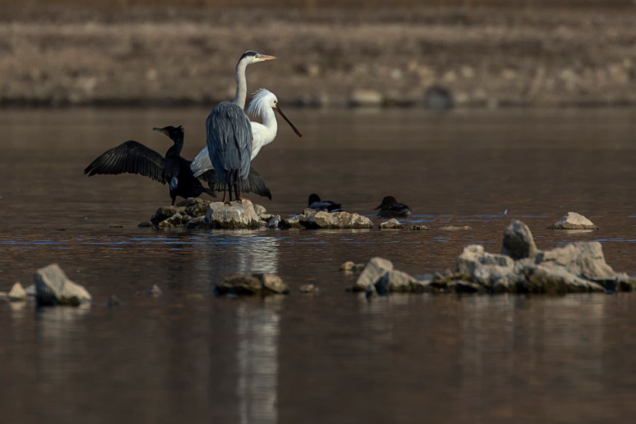Cormorán, garza real y espátula