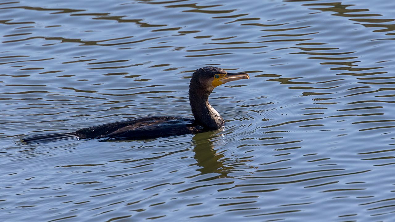 Cormorán grande
