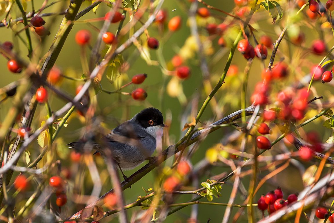 Curruca cabecinegra macho