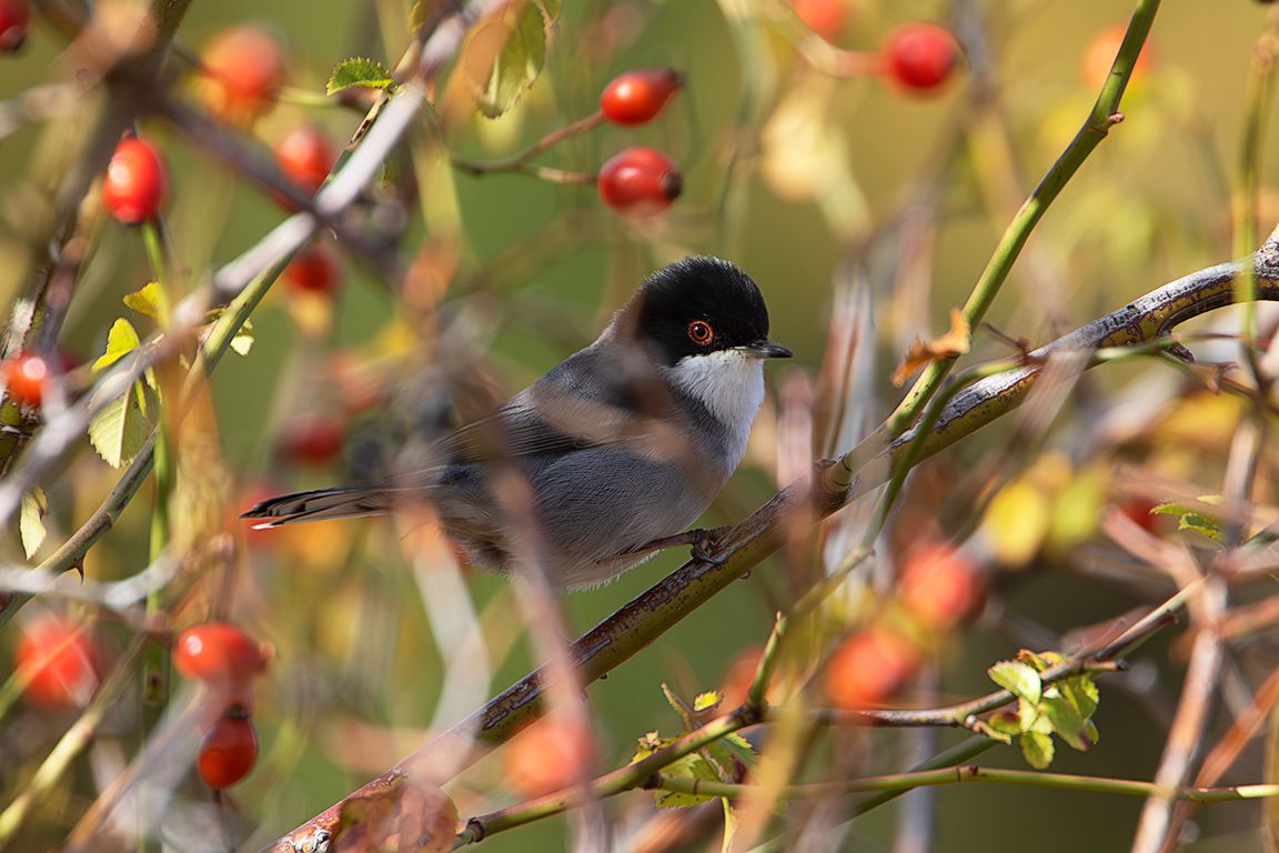 Curruca cabecinegra macho