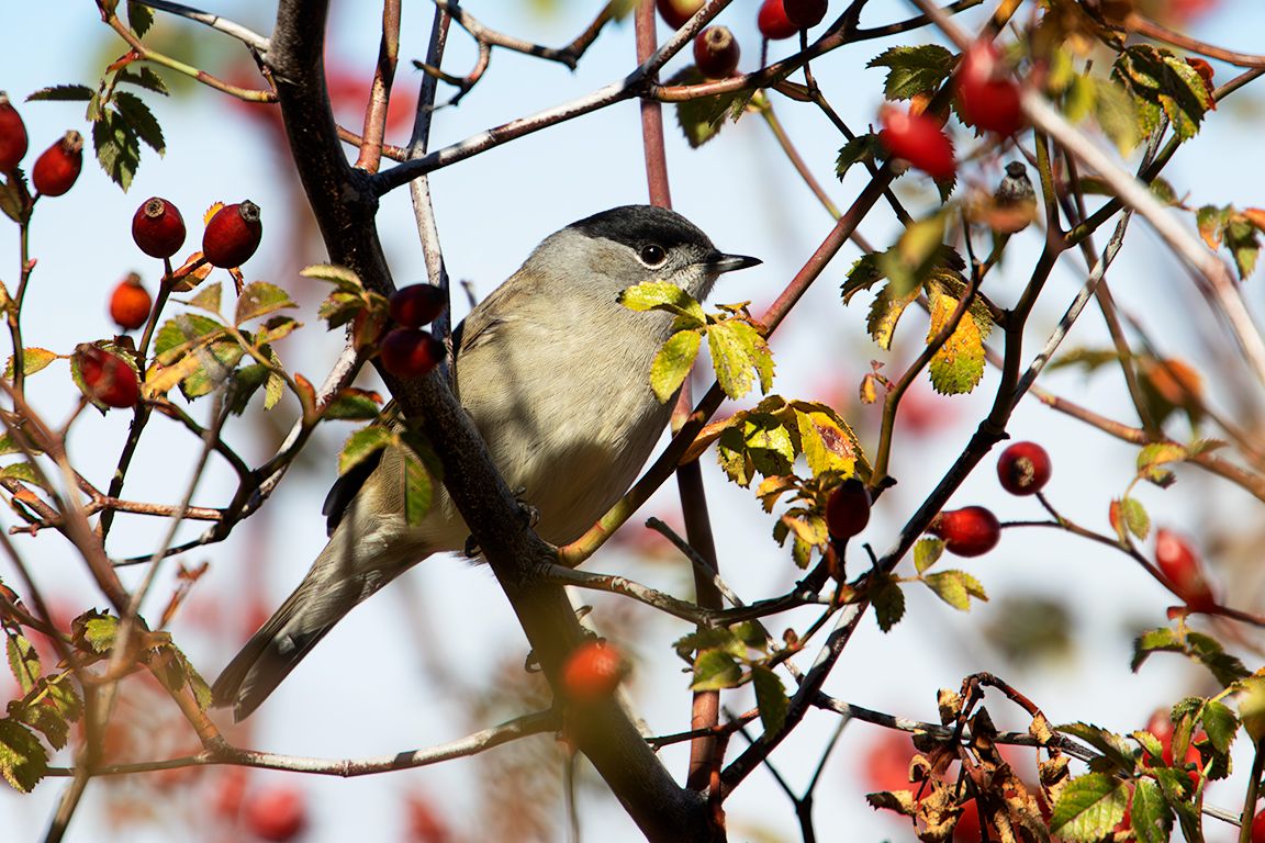 Curruca capirotada macho