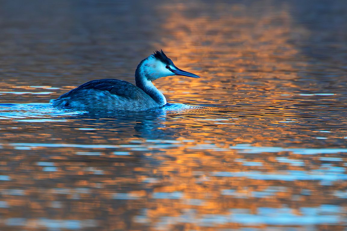 Somormujo en plumaje invernal