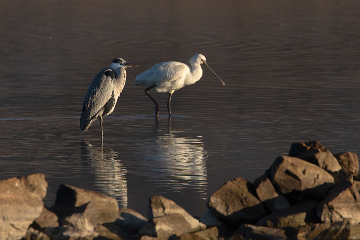 Garza real y espátula