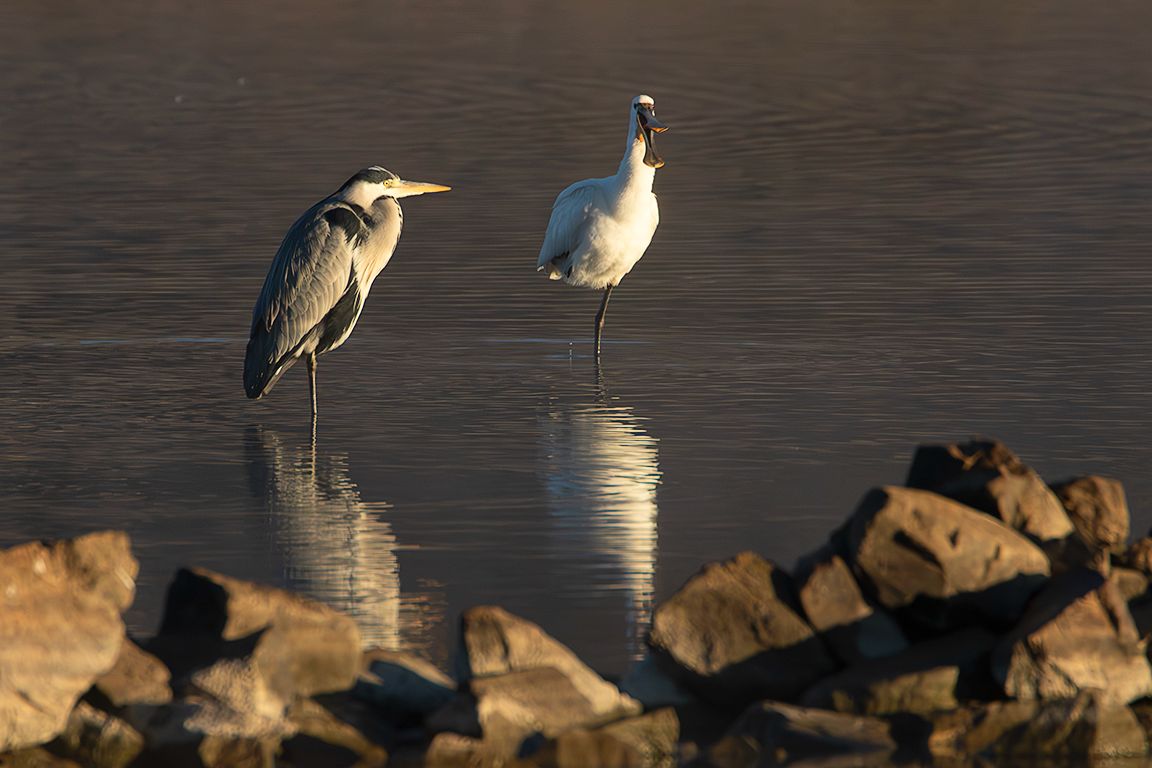 Garza real y espátula