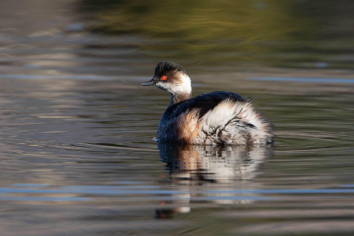 Zampullín cuellinegro