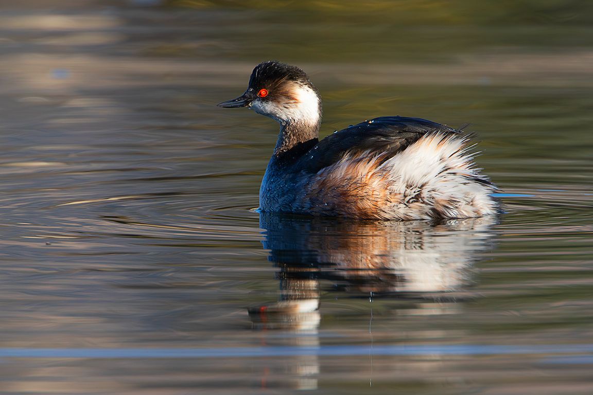Zampullín cuellinegro