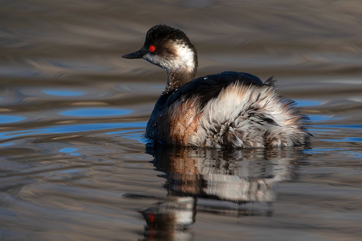 Zampullín cuellinegro