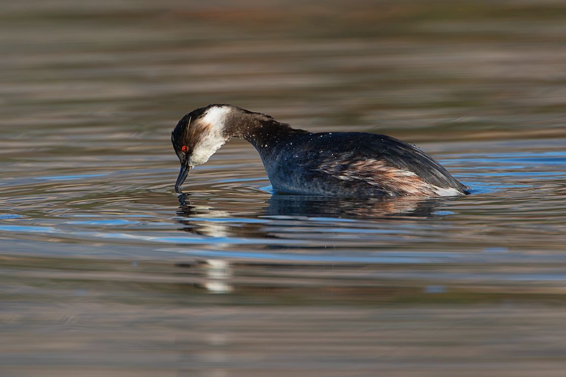 Zampullín cuellinegro