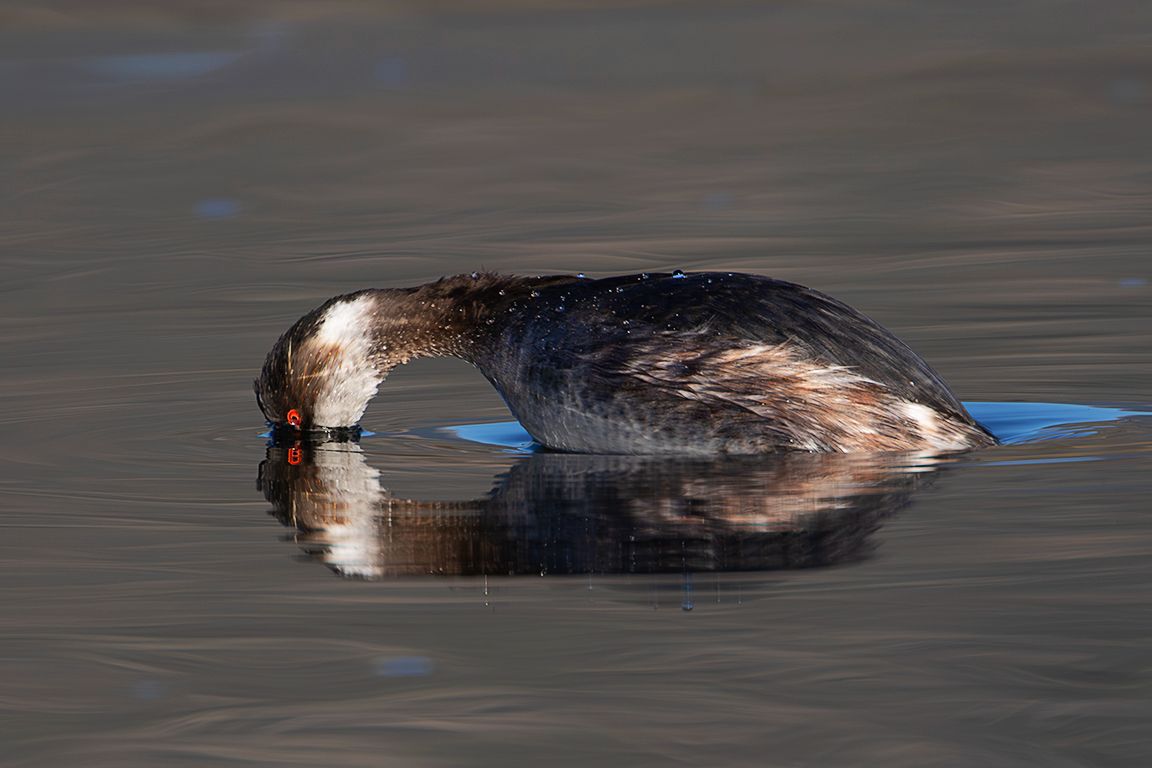 Zampullín cuellinegro
