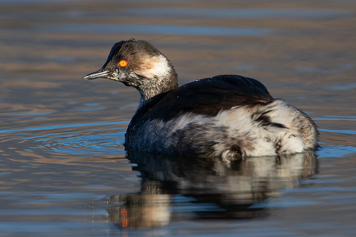 Zampullín cuellinegro