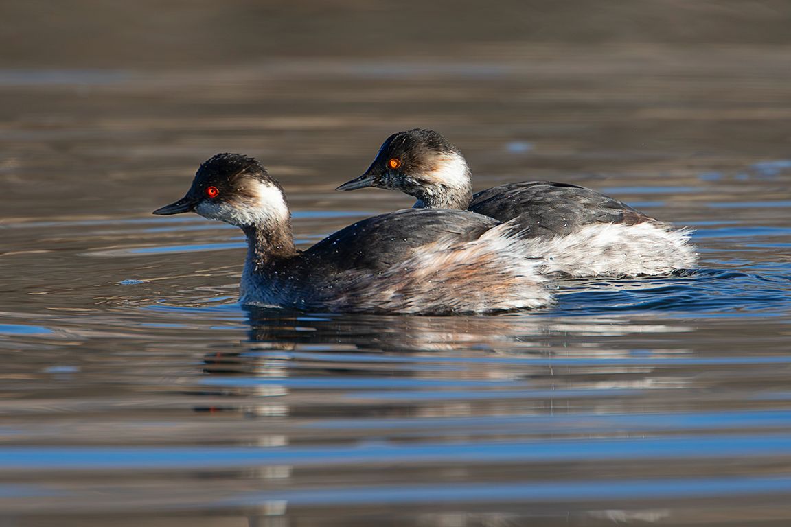 Zampullín cuellinegro