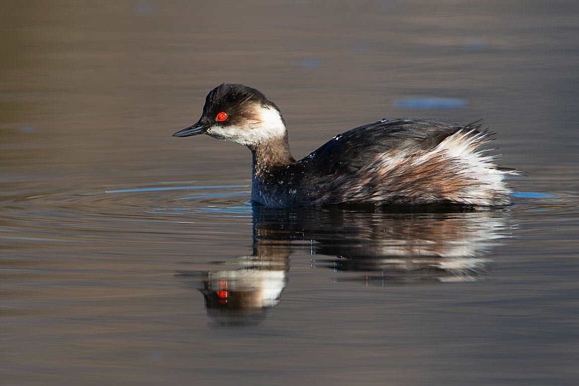 Zampullín cuellinegro