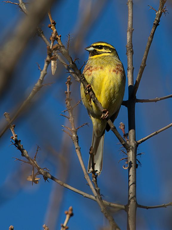 Escribano montesino macho