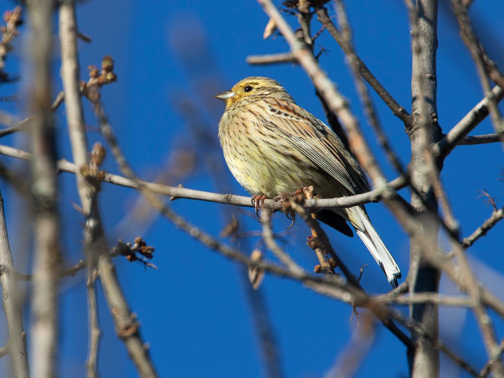 Escribano montesino hembra