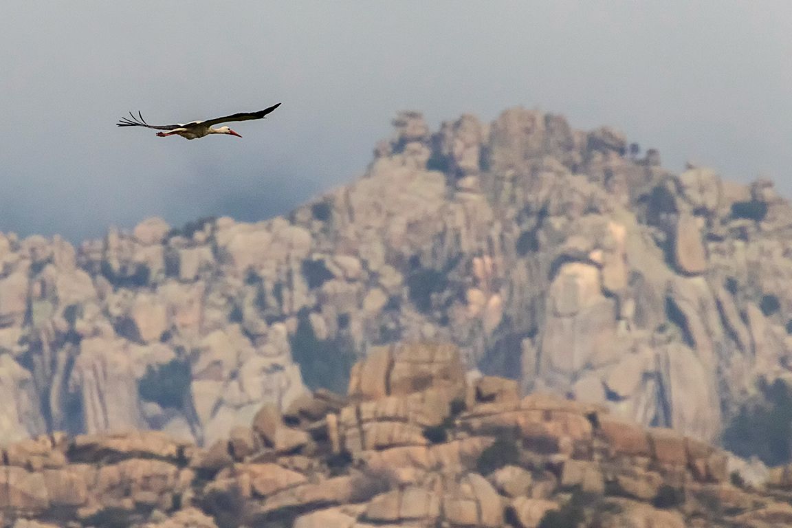 La cigüeña y la Pedriza