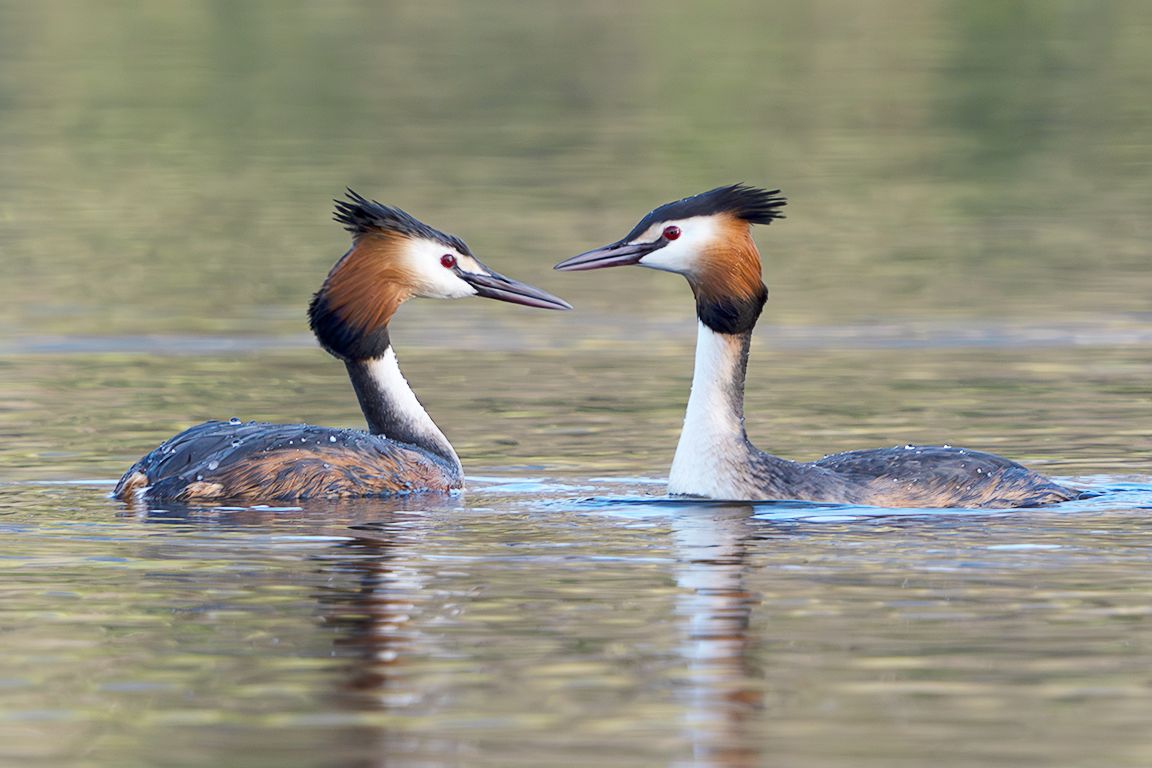 La danza del somormujo