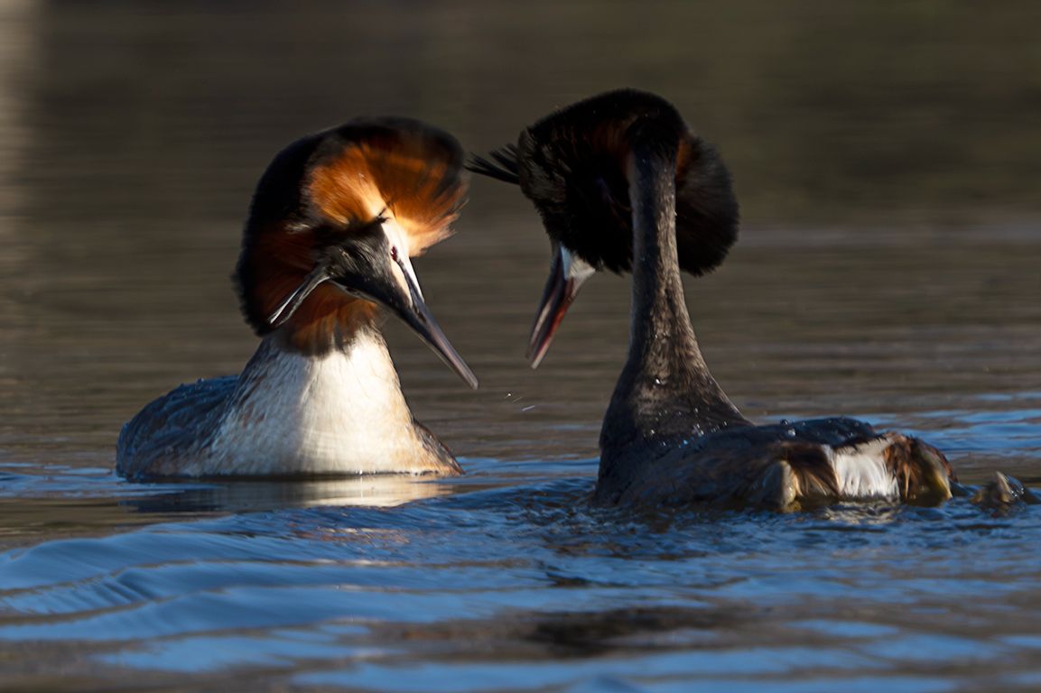 La danza del somormujo