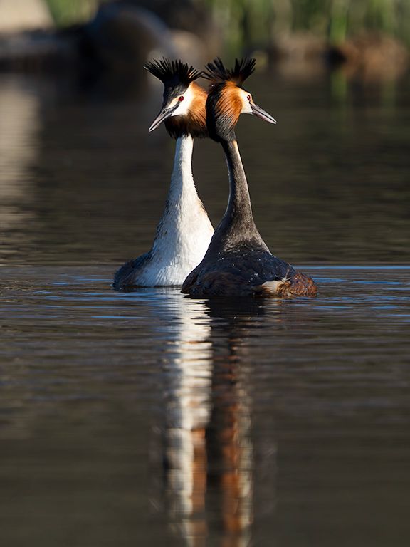 La danza del somormujo