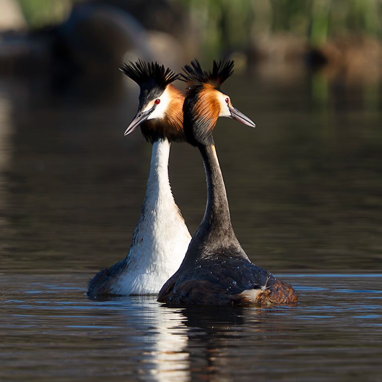 La danza del somormujo