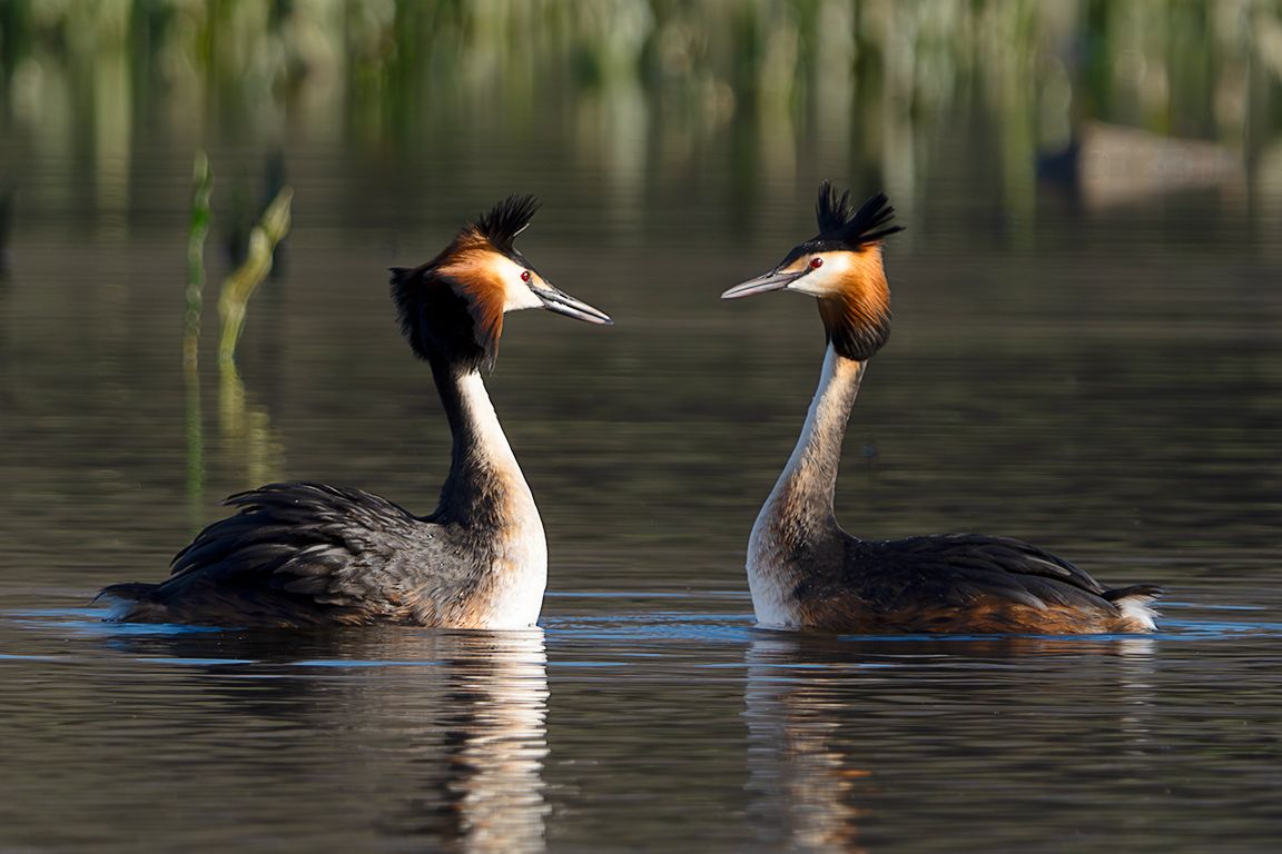 La danza del somormujo