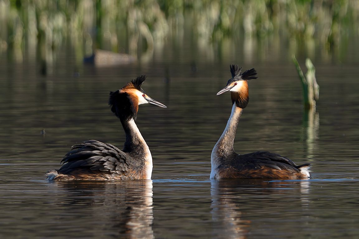 La danza del somormujo